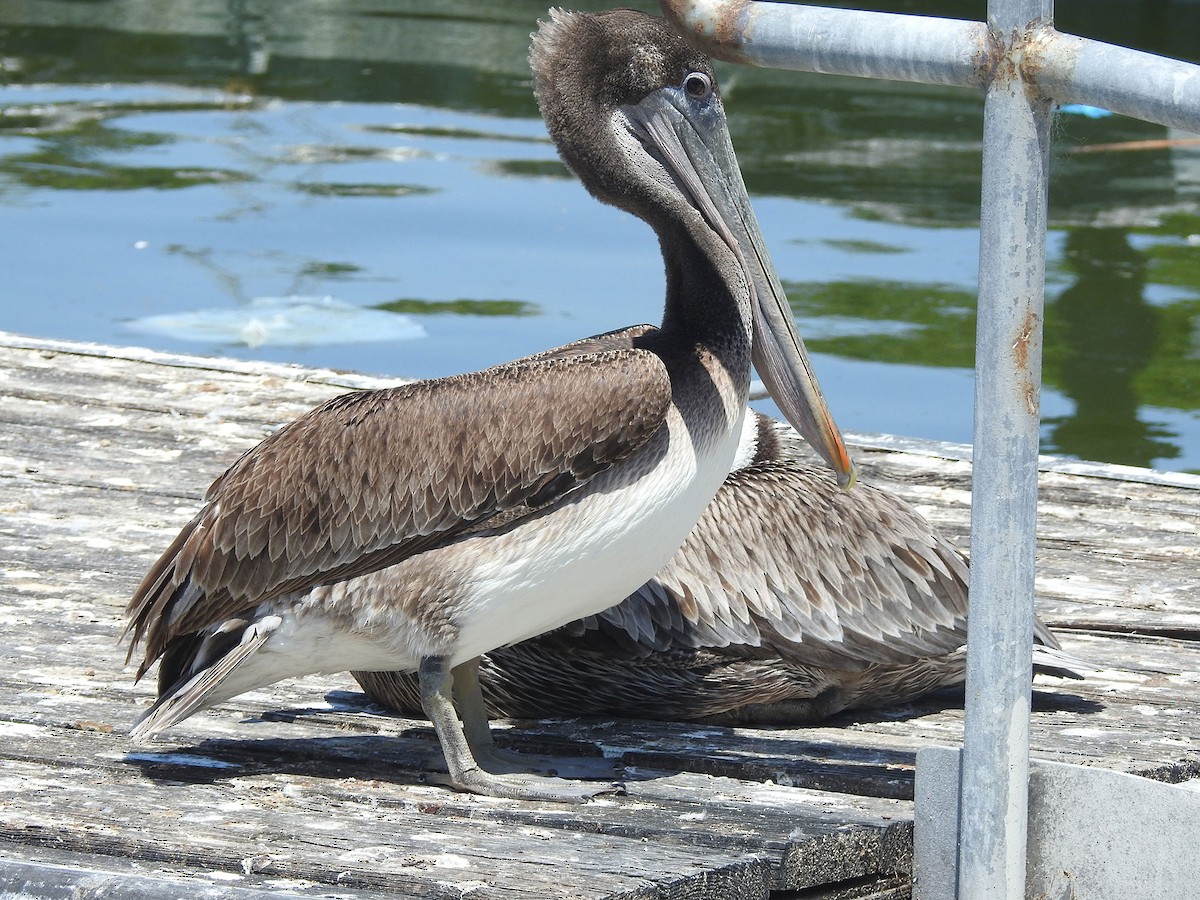pelikán hnědý - ML618175016