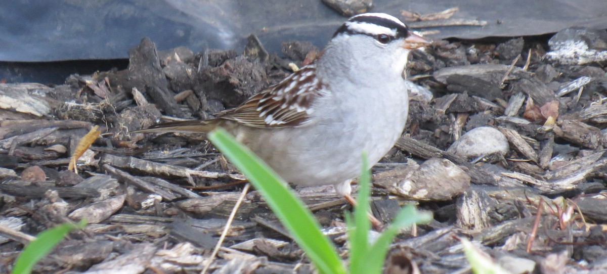 White-crowned Sparrow - ML618175041