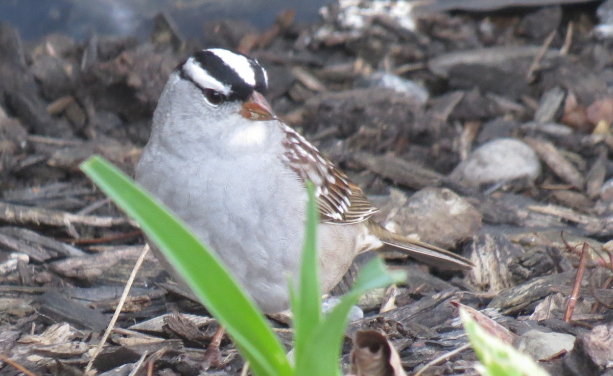 White-crowned Sparrow - ML618175042