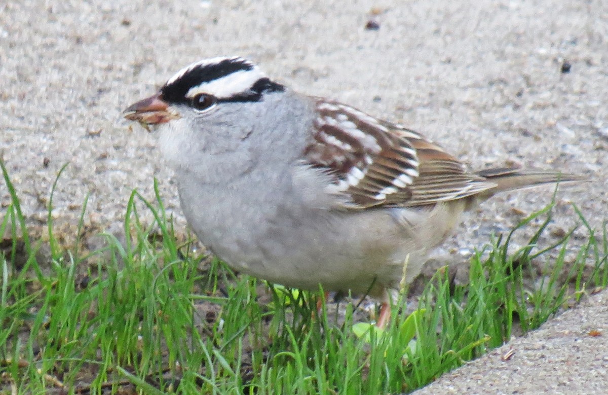 White-crowned Sparrow - ML618175043