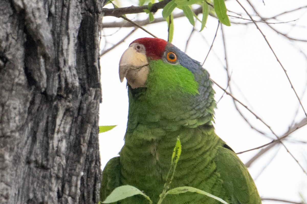 Lilac-crowned Parrot - ML618175046