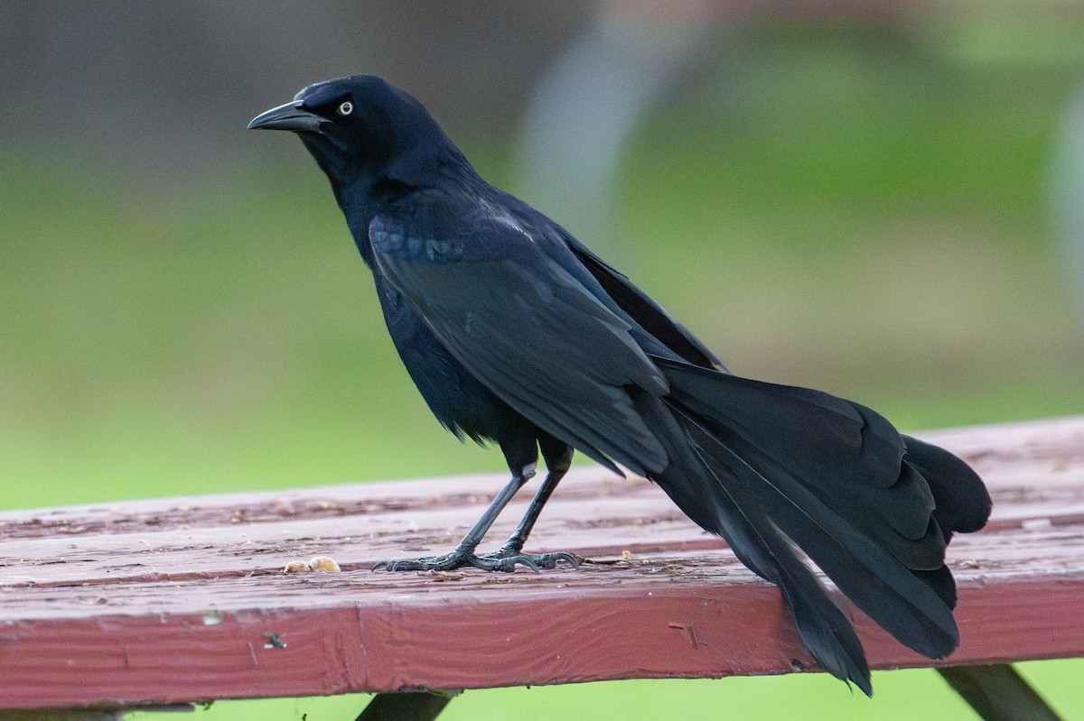 Great-tailed Grackle - ML618175082