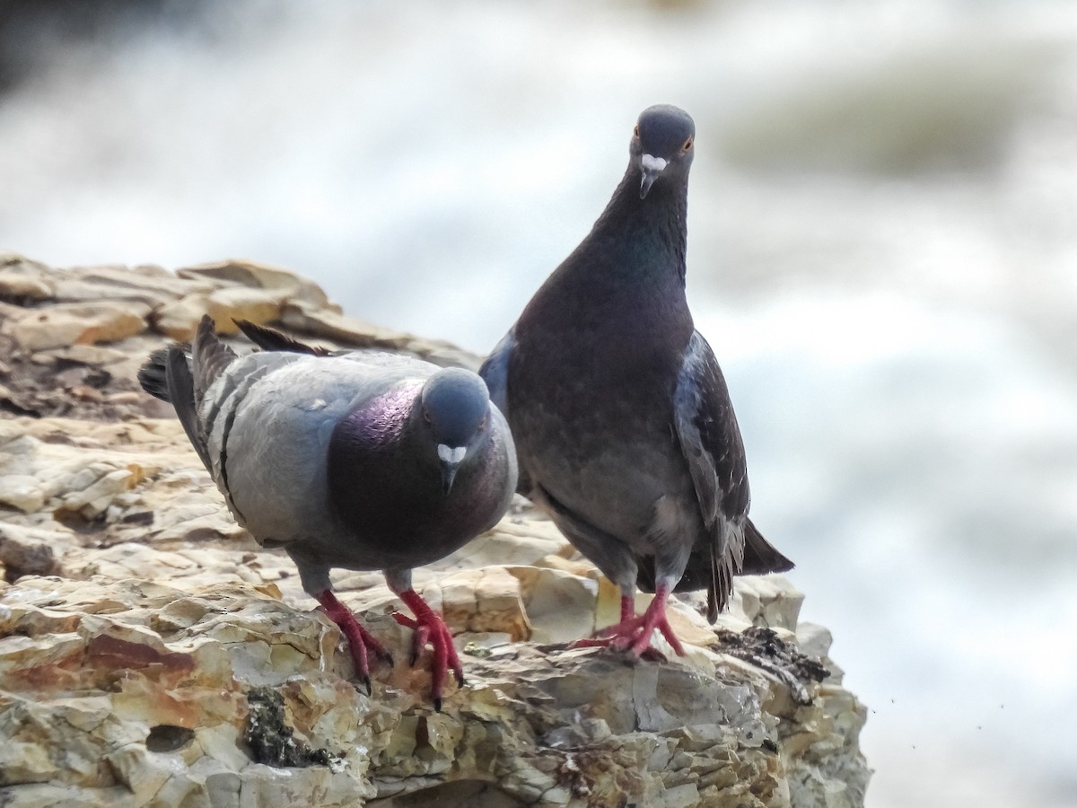 Rock Pigeon (Feral Pigeon) - ML618175132