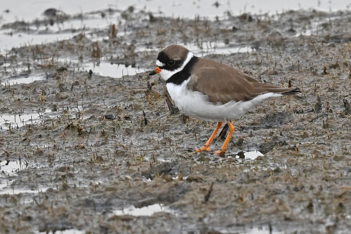Semipalmated Plover - ML618175140