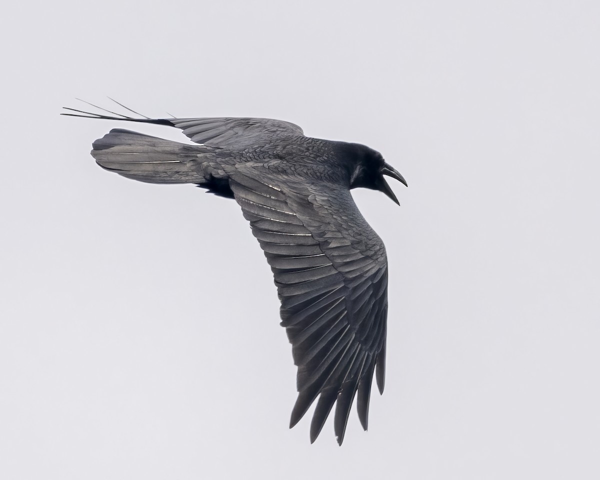 Common Raven - ML618175161
