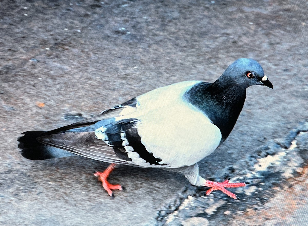 Rock Pigeon (Feral Pigeon) - ML618175171