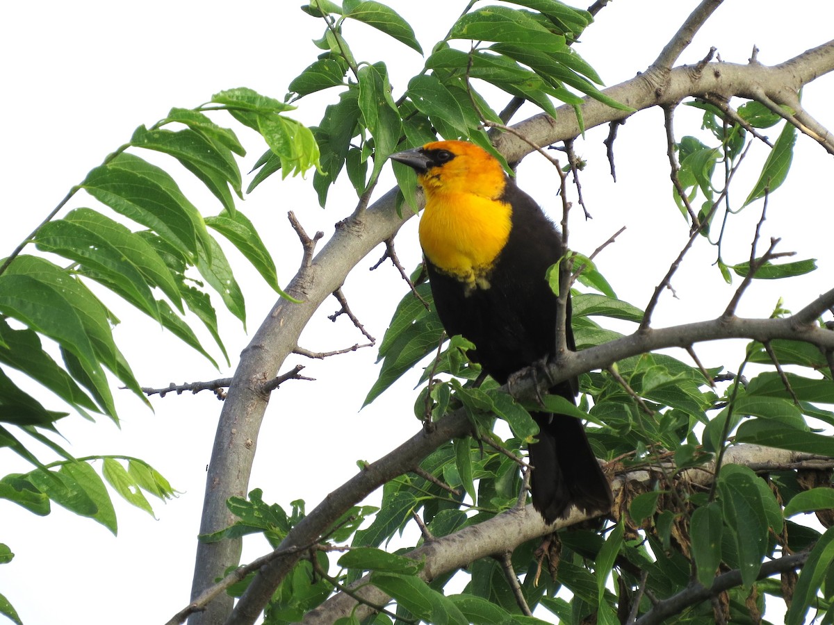 Yellow-headed Blackbird - ML618175181