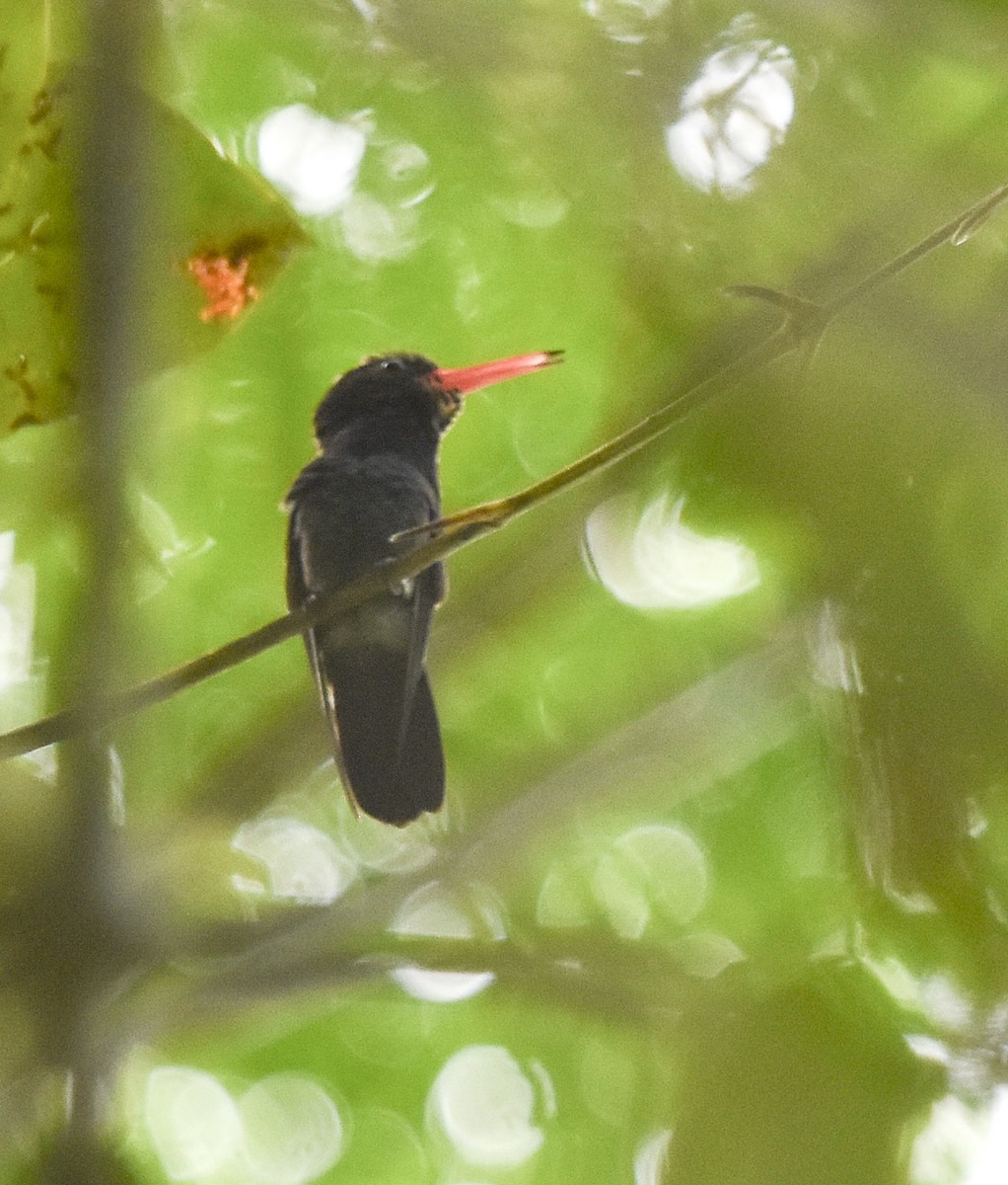 kolibřík bělobradý - ML618175186