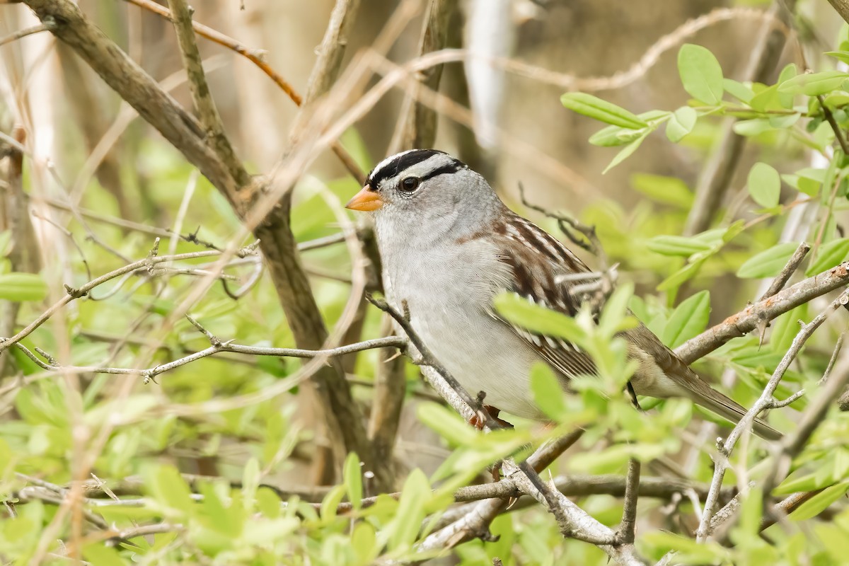 White-crowned Sparrow (Gambel's) - ML618175221