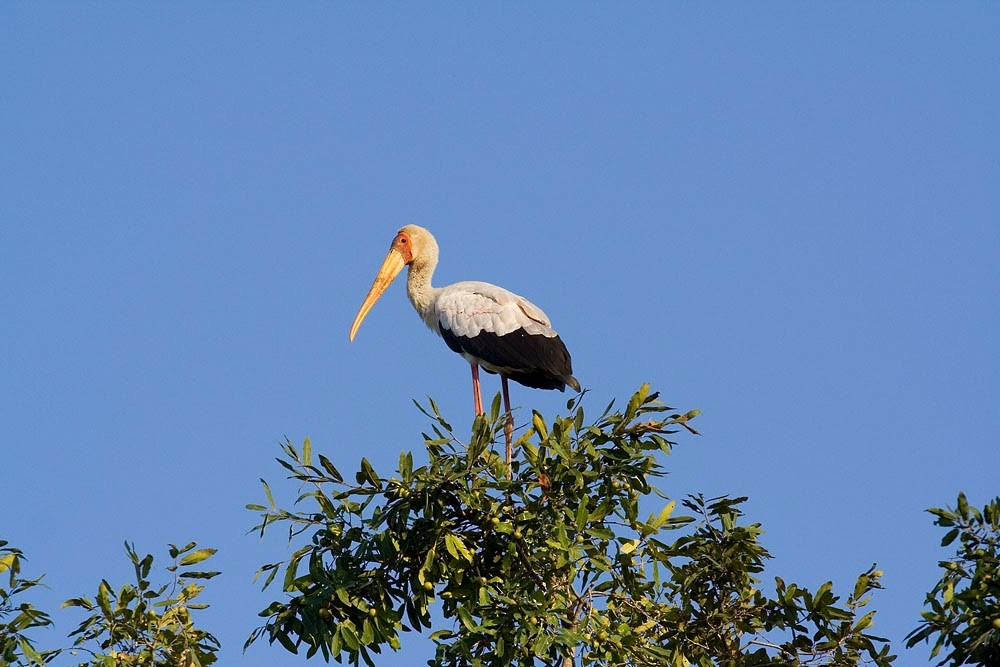 Tantale ibis - ML618175231