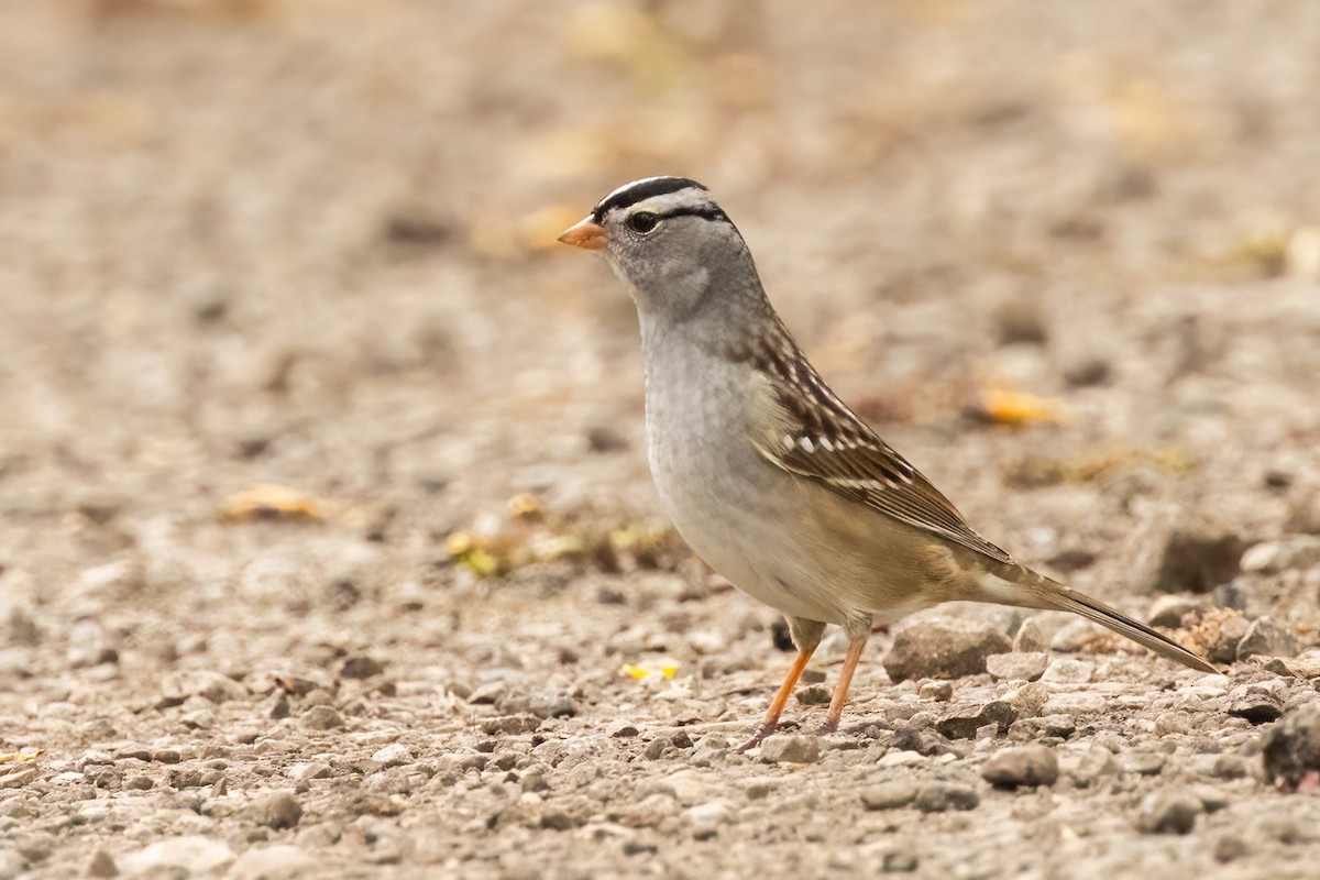 White-crowned Sparrow (Gambel's) - Sean Williams