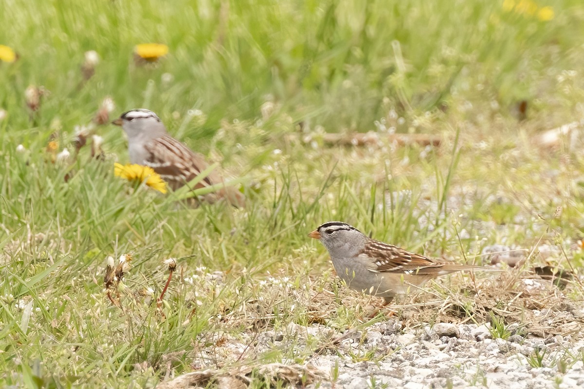 White-crowned Sparrow (Gambel's) - ML618175244