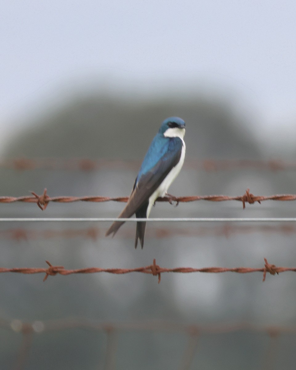 Tree Swallow - Rick Kittinger