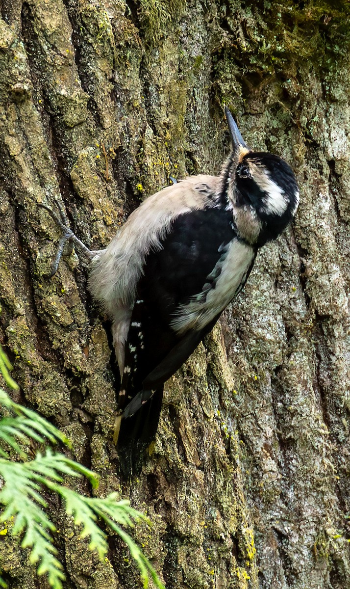 Hairy Woodpecker - Charles Dodd
