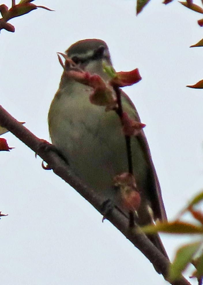 Red-eyed Vireo - Russ Comeau, SSAS Prez