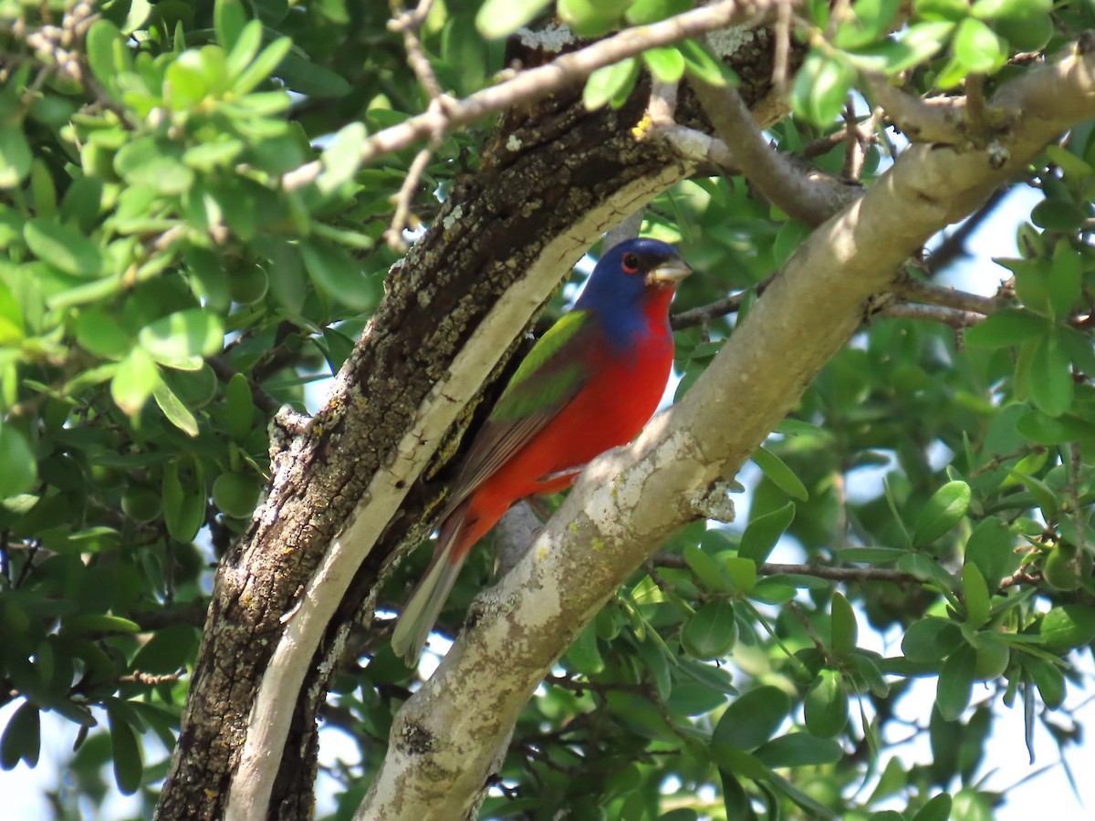 Painted Bunting - ML618175305
