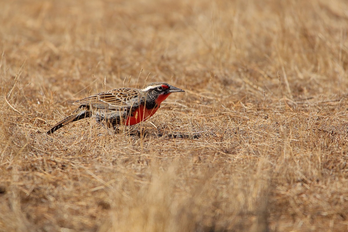 Long-tailed Meadowlark - Rubén Concha Leiva