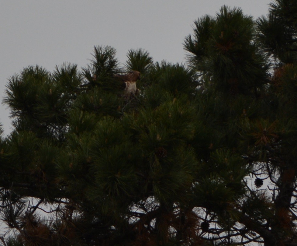 Red-tailed Hawk - ML618175410