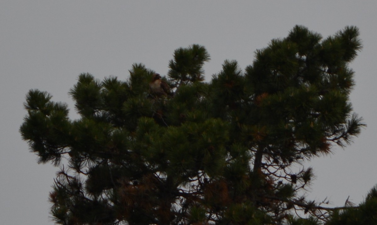 Red-tailed Hawk - ML618175411