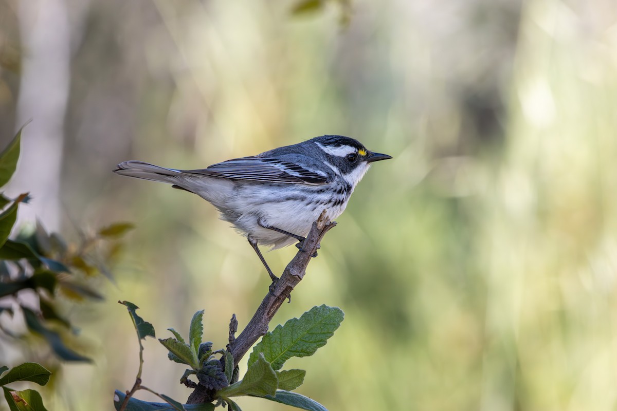 Black-throated Gray Warbler - Russell Campbell