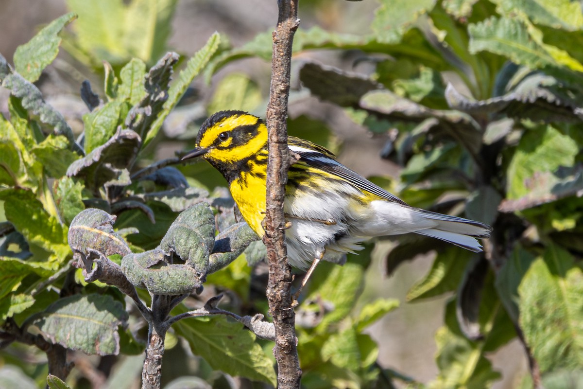 Townsend's Warbler - Russell Campbell