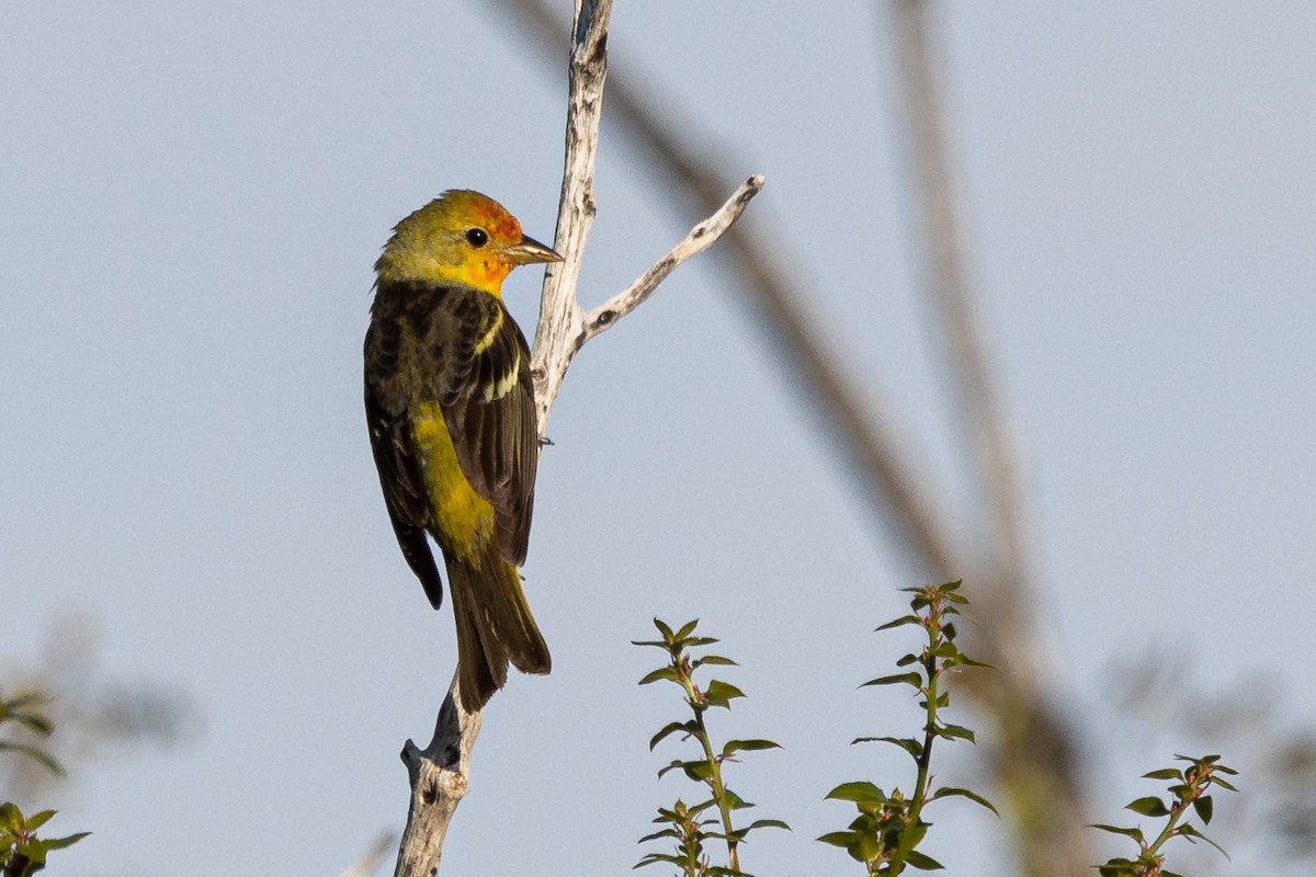 Western Tanager - Russell Campbell