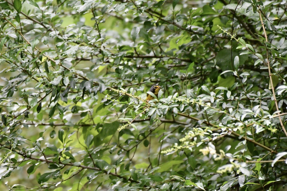 Canada Warbler - Brandy Falise