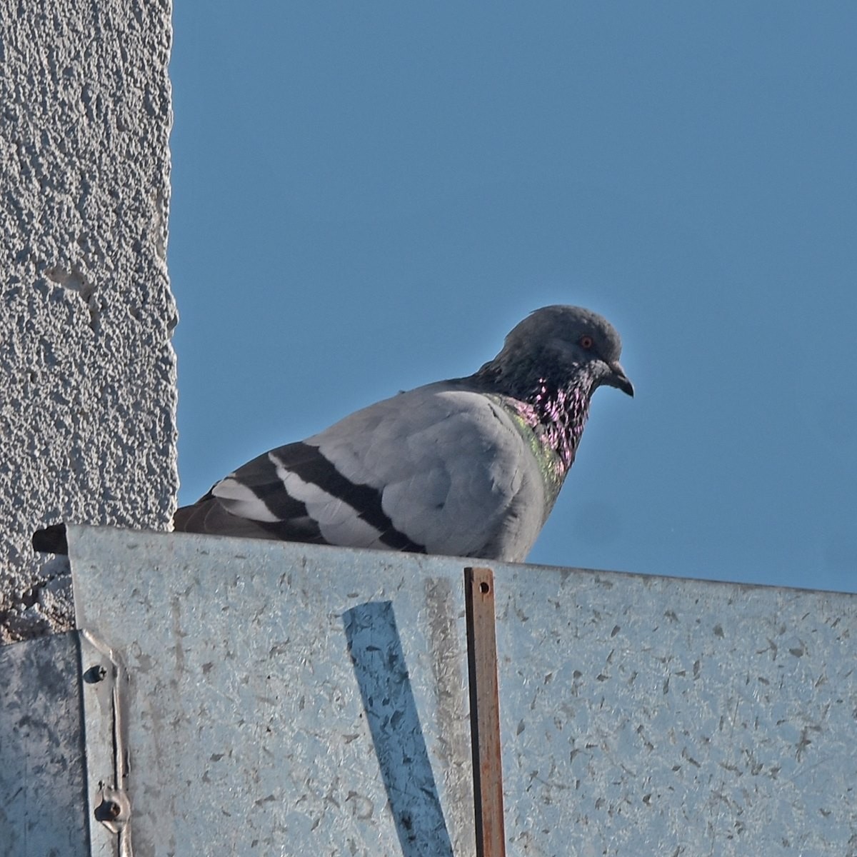 Rock Pigeon (Feral Pigeon) - ML618175517