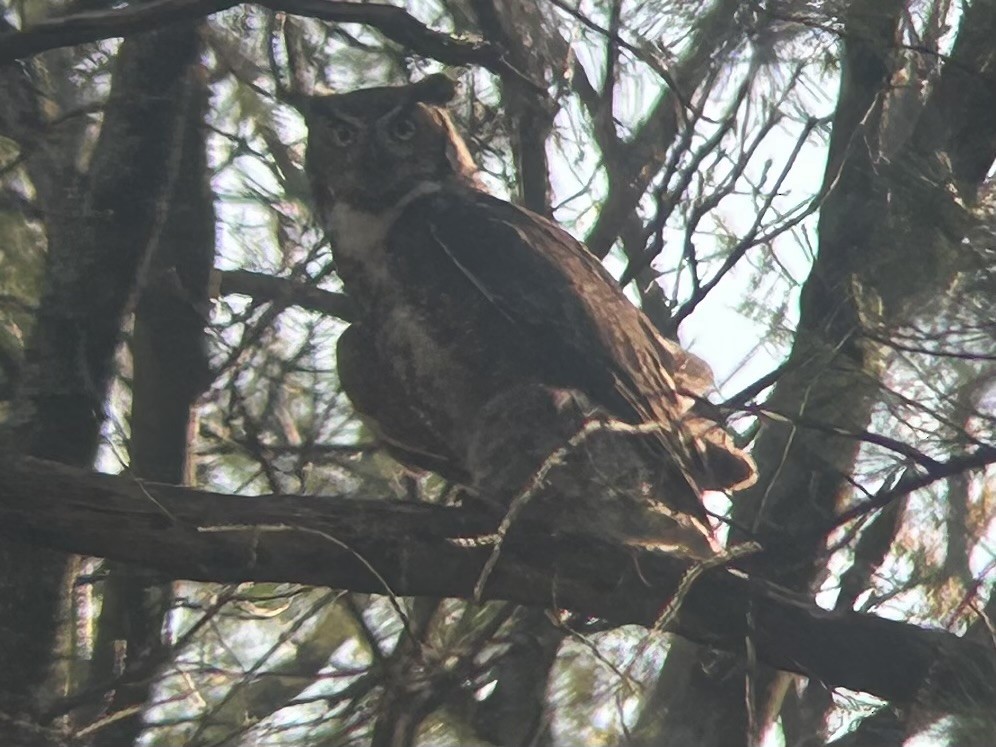 Great Horned Owl - ML618175557