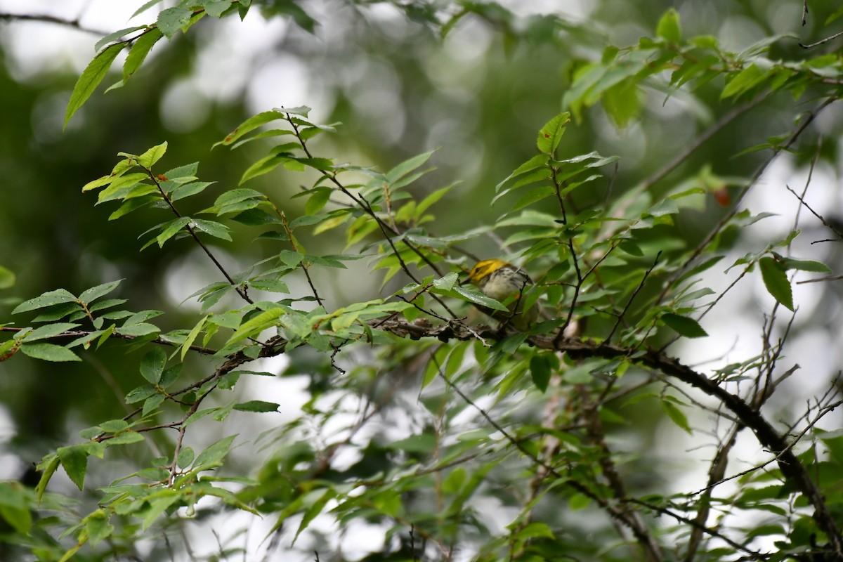 Black-throated Green Warbler - ML618175588