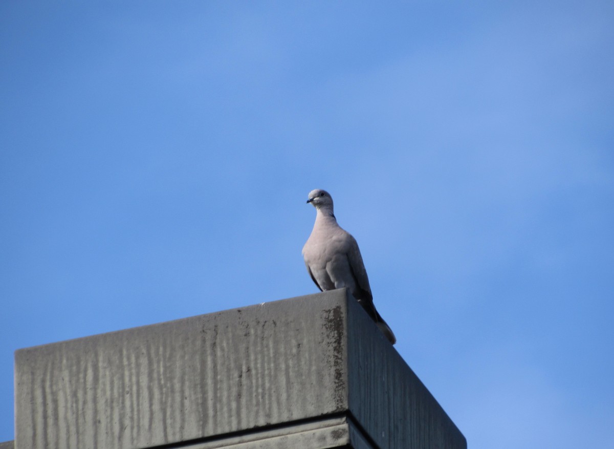 Eurasian Collared-Dove - jerry hutchinson