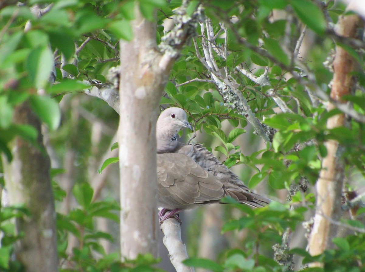 Eurasian Collared-Dove - jerry hutchinson