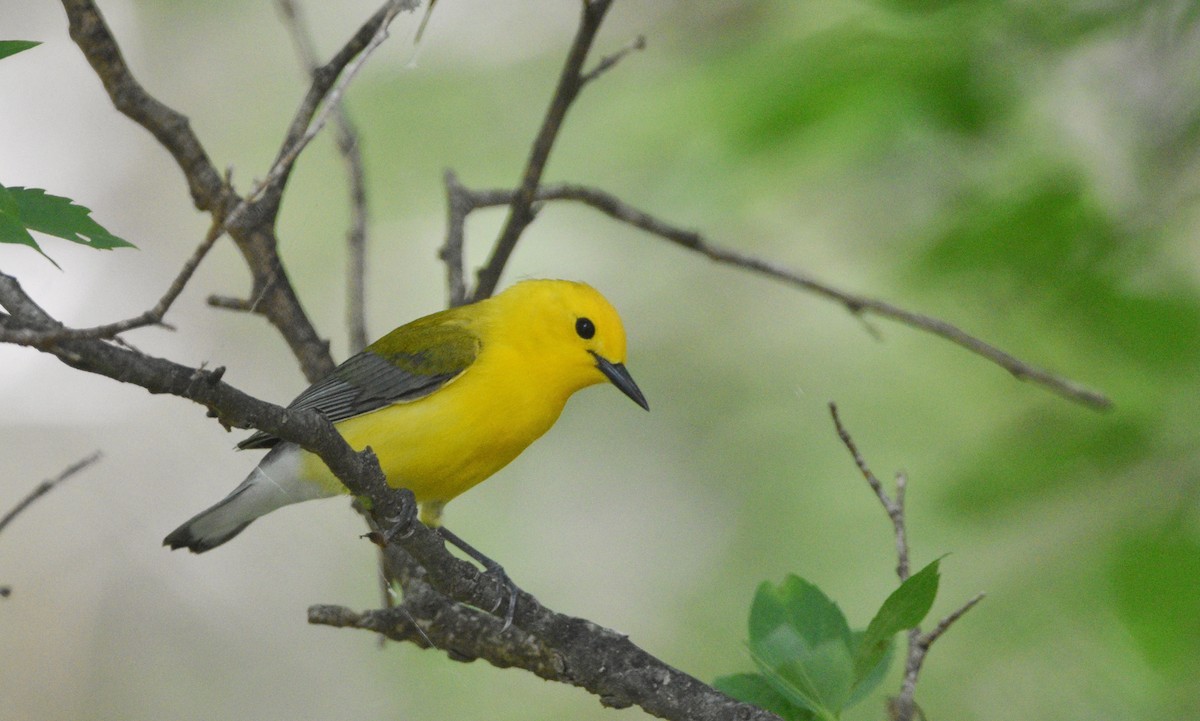 Prothonotary Warbler - ML618175655