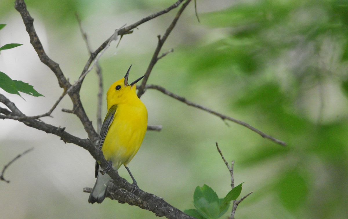 Prothonotary Warbler - ML618175656