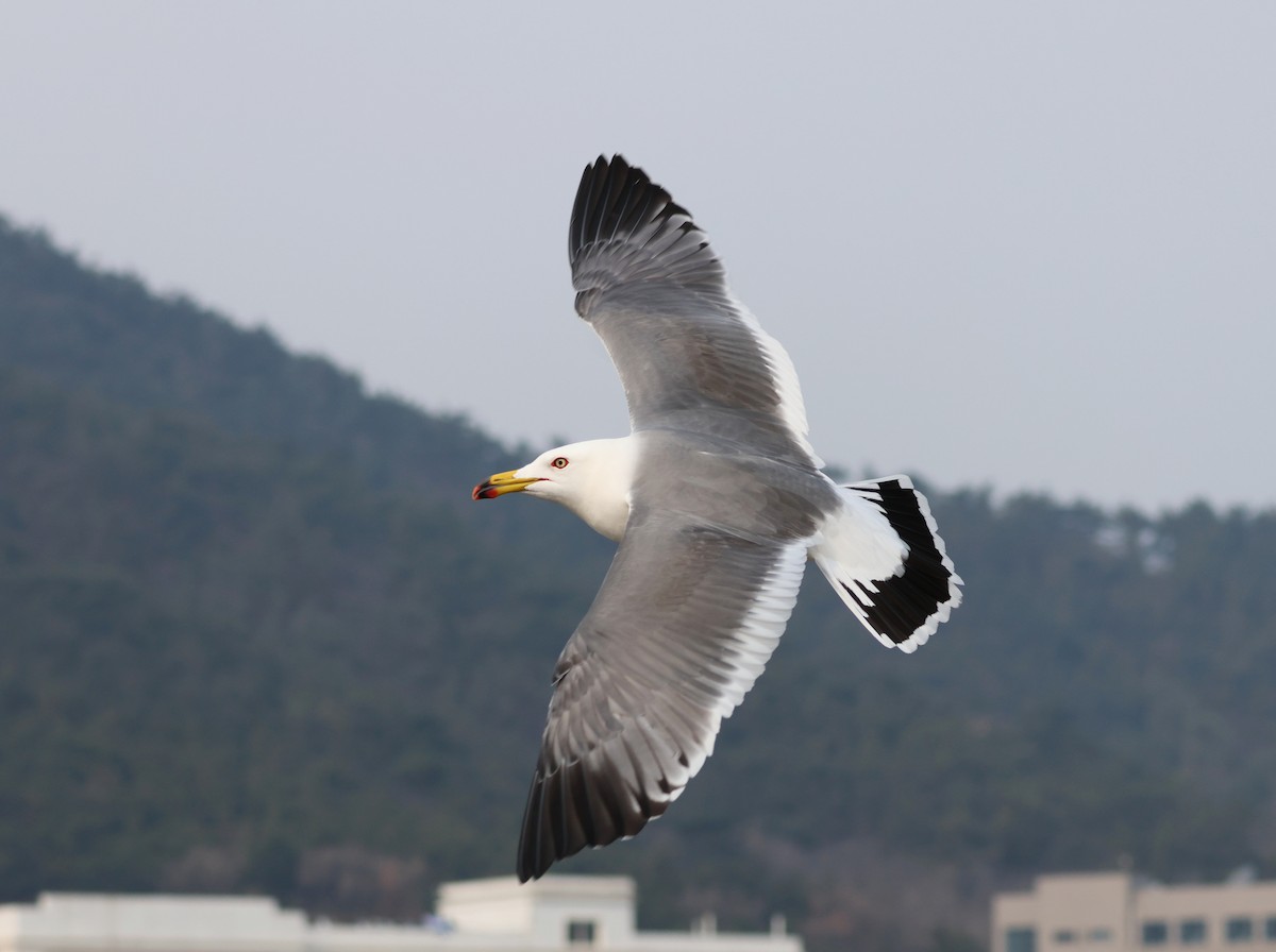 Black-tailed Gull - Lancy Cheng