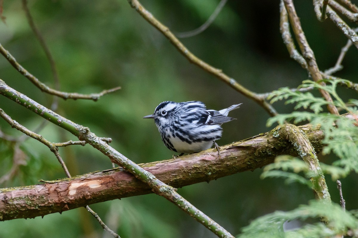 Black-and-white Warbler - ML618175680
