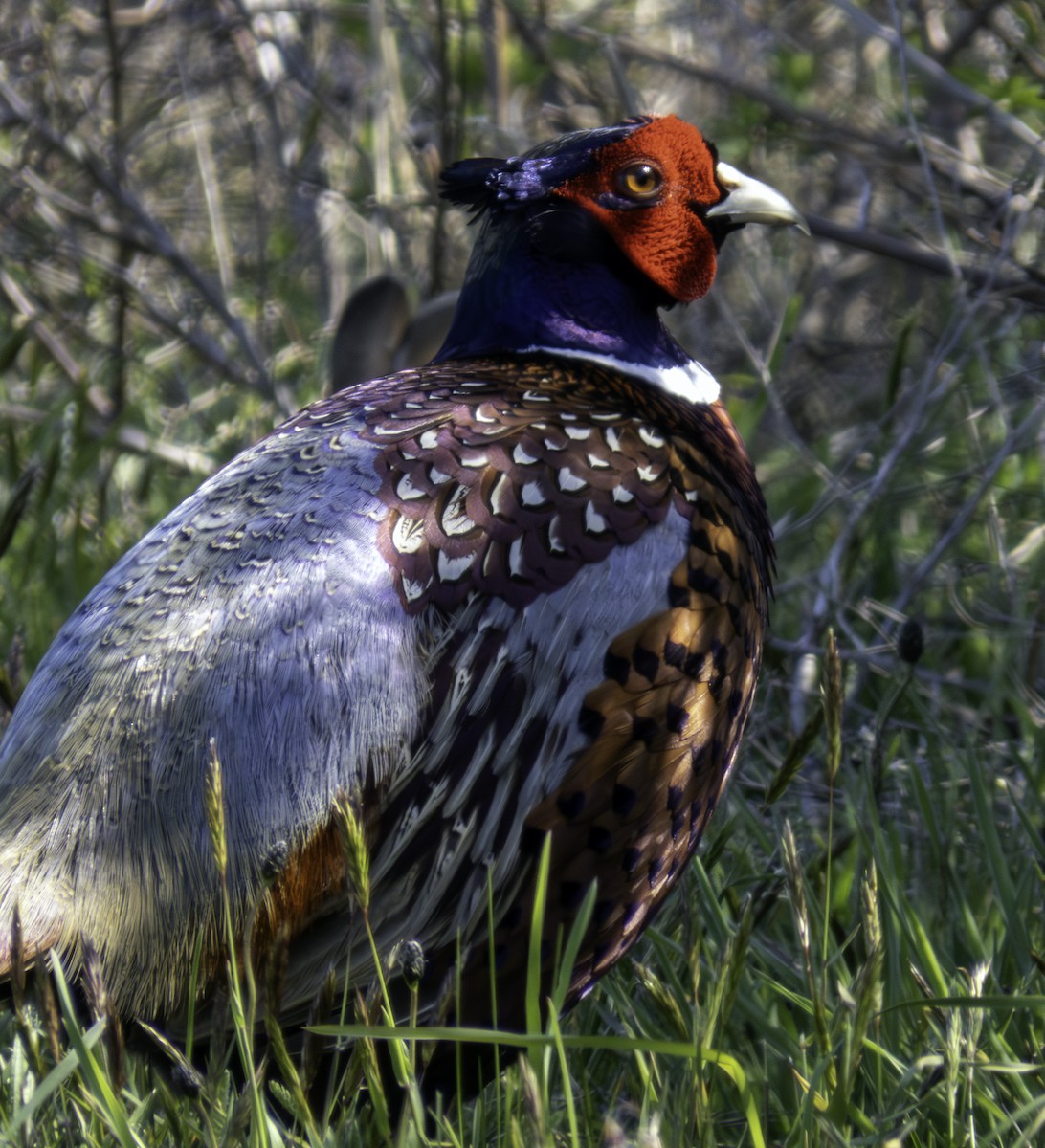 Ring-necked Pheasant - ML618175695