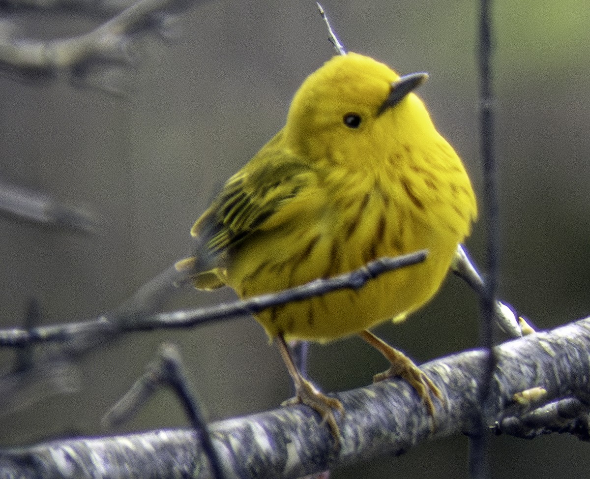 Yellow Warbler - ML618175717