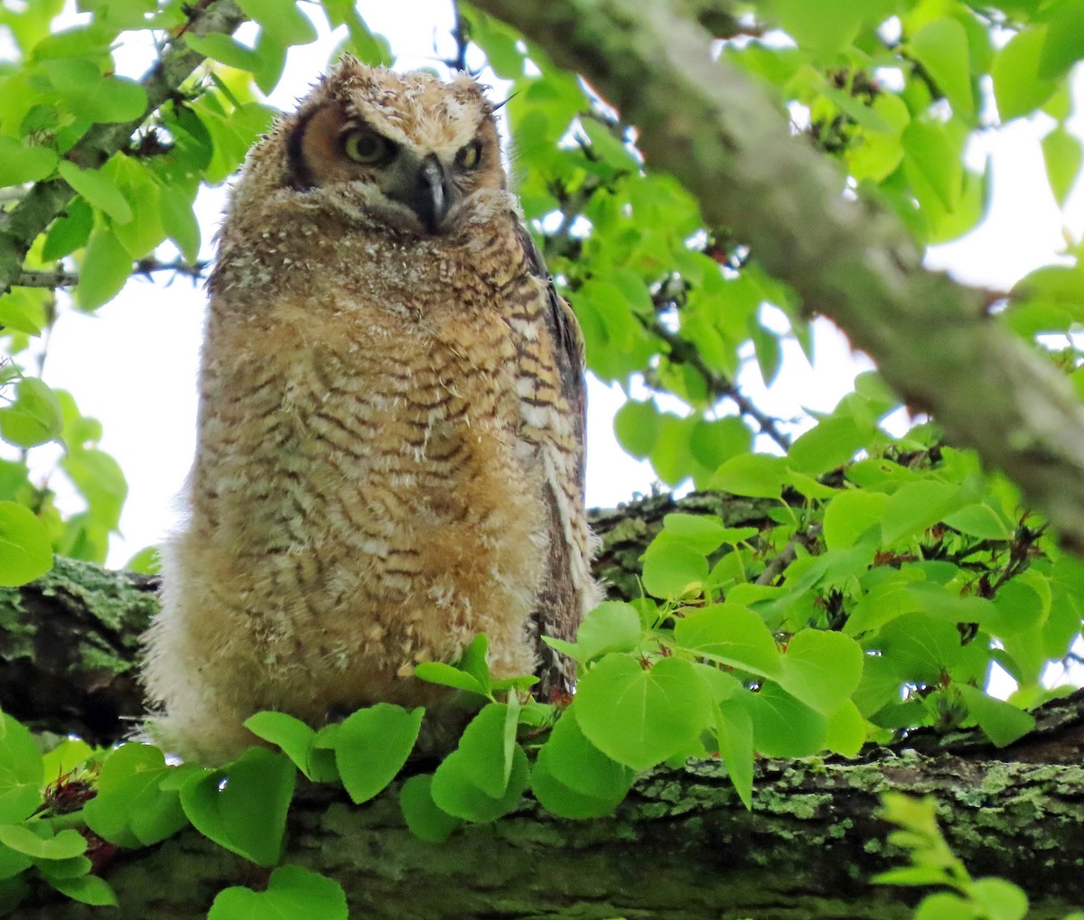 Great Horned Owl - Russ Comeau, SSAS Prez
