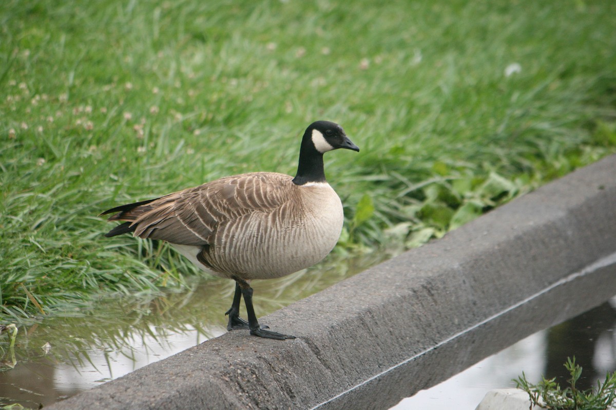 Cackling Goose (Aleutian) - ML618175735