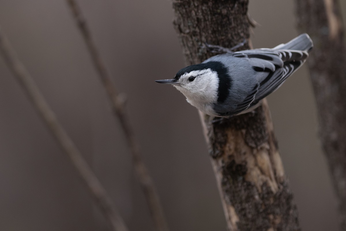 White-breasted Nuthatch - ML618175755