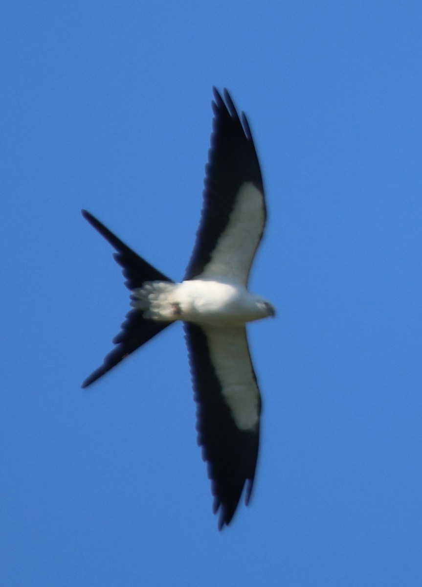 Swallow-tailed Kite - ML618175765