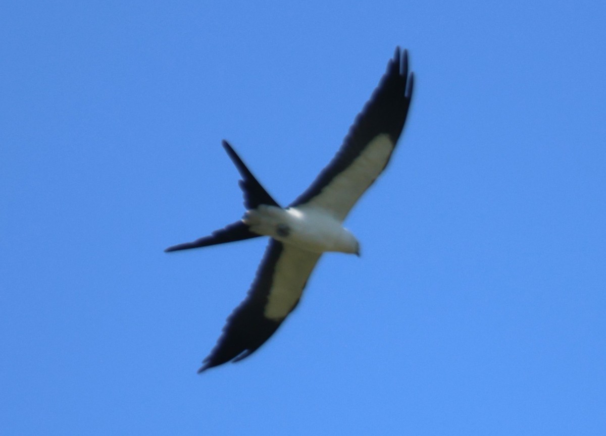 Swallow-tailed Kite - ML618175766