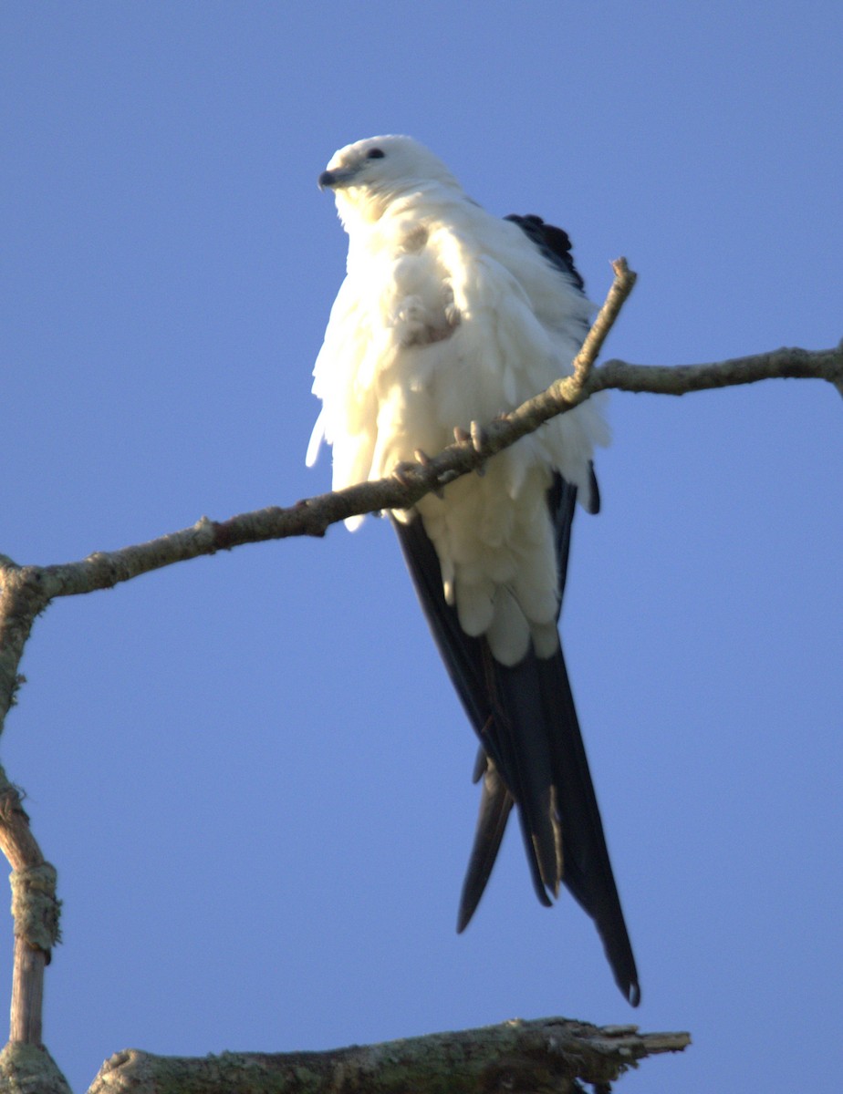 Swallow-tailed Kite - ML618175768