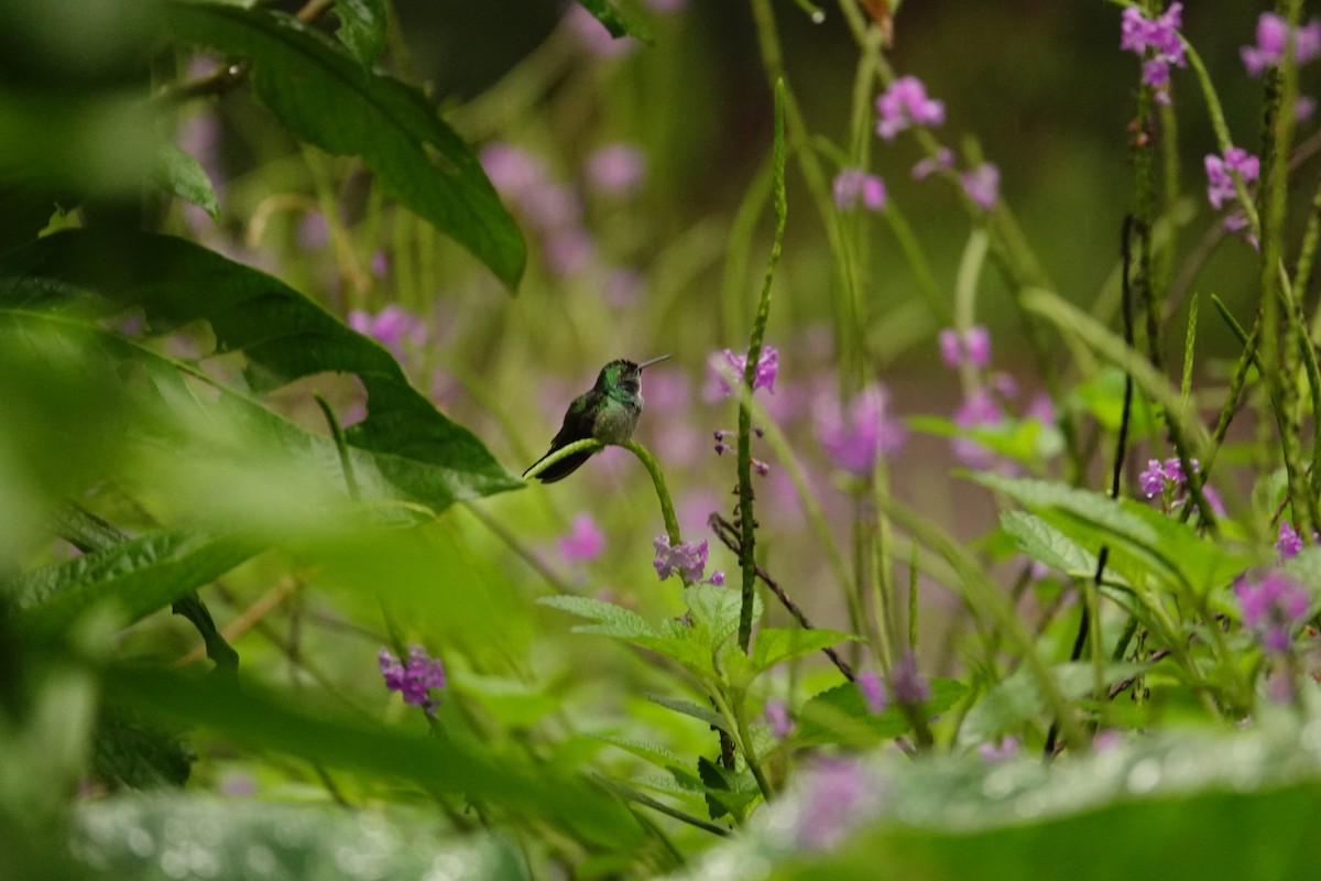 Blue-chested Hummingbird - Betty Beckham