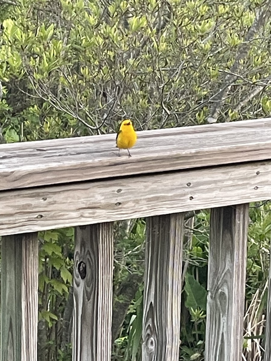 Prothonotary Warbler - ML618175794