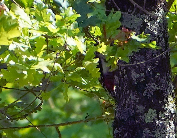 Great Spotted Woodpecker - ML618175810