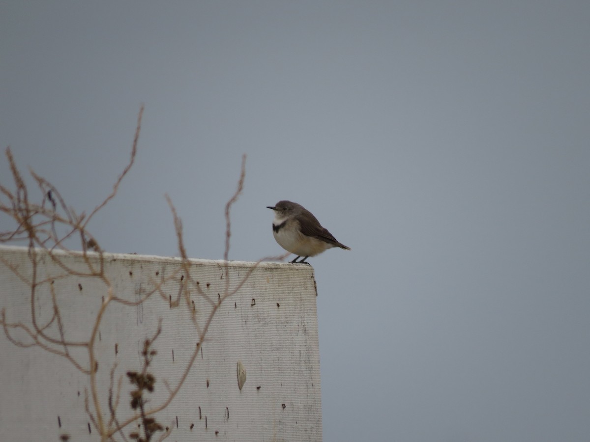 White-fronted Chat - ML618175817