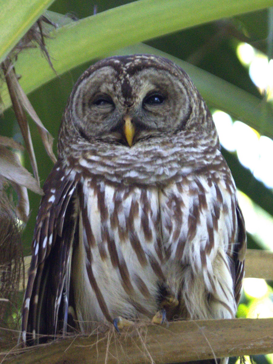 Barred Owl - ML618175839