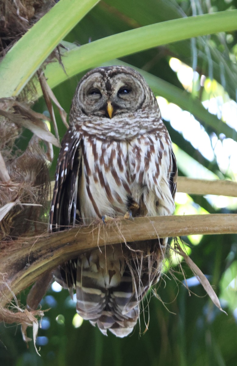 Barred Owl - ML618175841